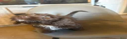 Mixed Breed dogs for sale: cockerpoo  - Advert 4