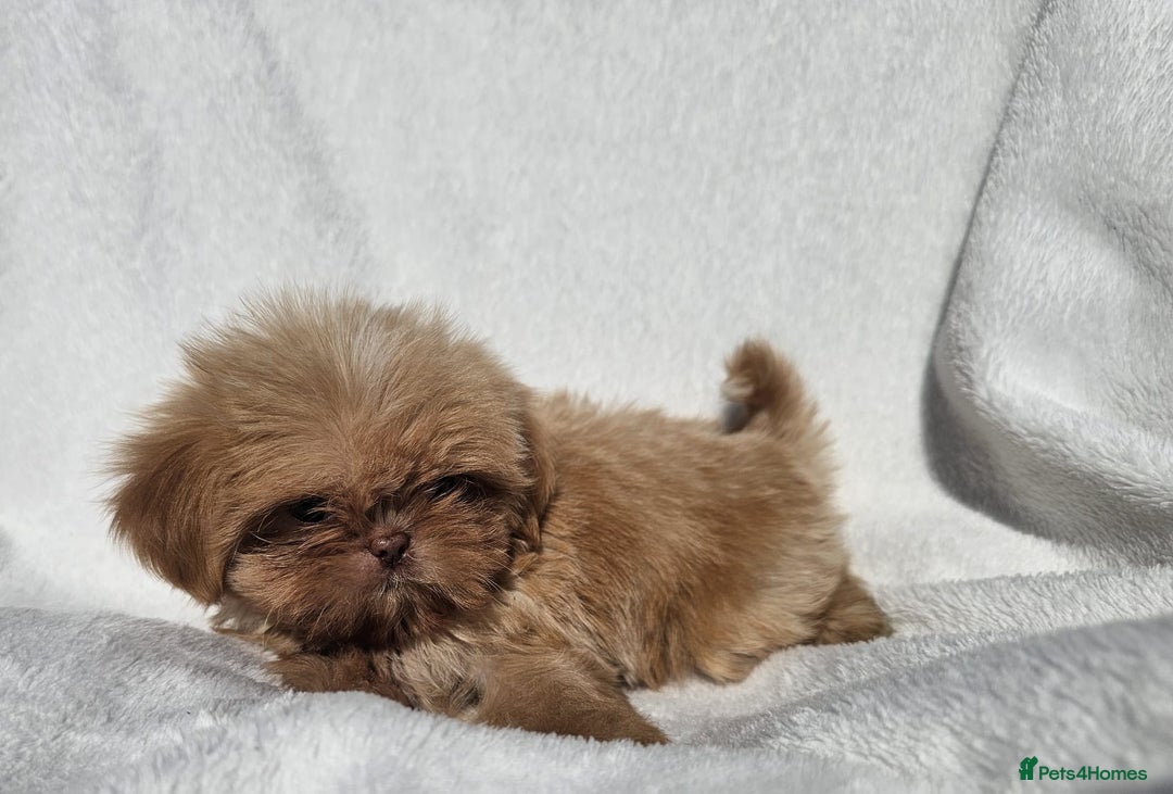 Shih Tzu dogs for sale: Ready now looking for their forever homes  - Image 15