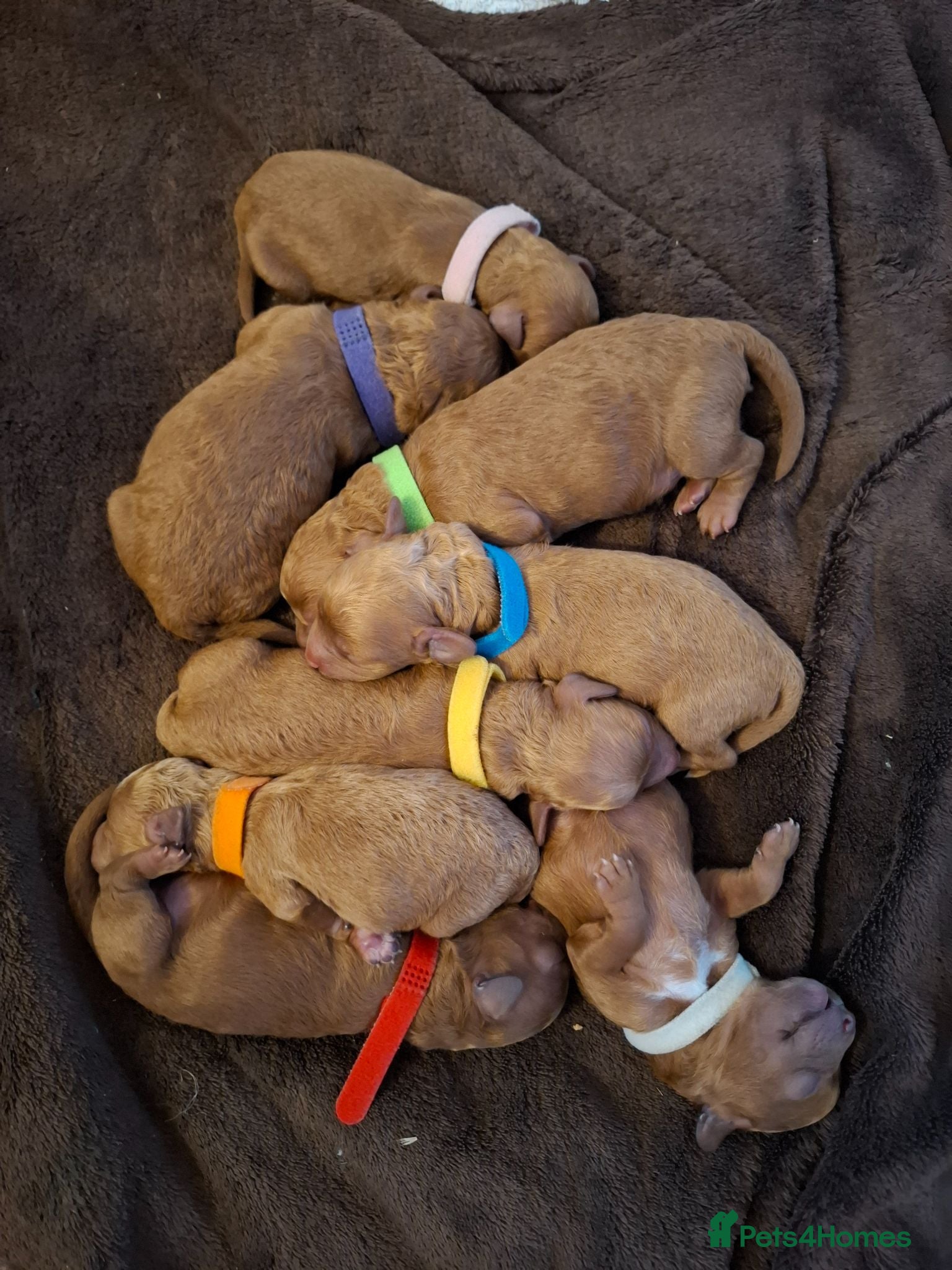 Cavapoo dogs Stunning F1B Cavapoo Pups - Deep Fox Red - Advert 1
