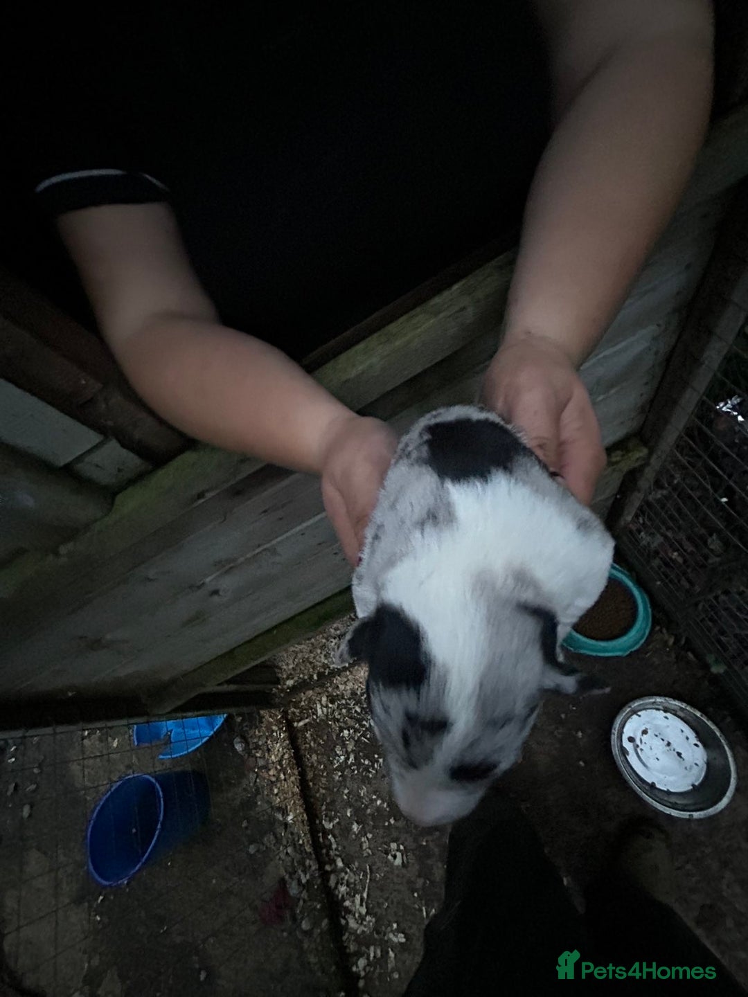 Border Collie dogs for sale: merle + black and white pups  - Image 8