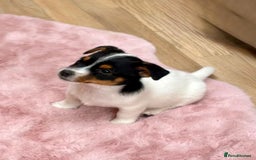 Jack Russell dogs for sale: Traditional Miniature Jack Russell Puppies! - Advert 11