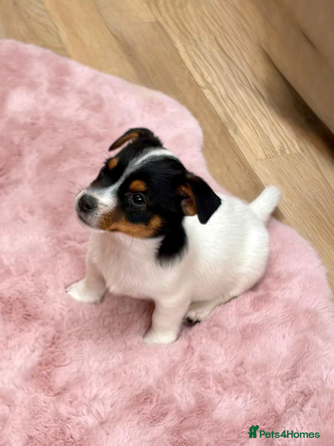Jack Russell dogs for sale: Traditional Miniature Jack Russell Puppies! - Advert 11