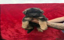 German Shepherd dogs for sale: German Shepherd Puppies  - Image 7