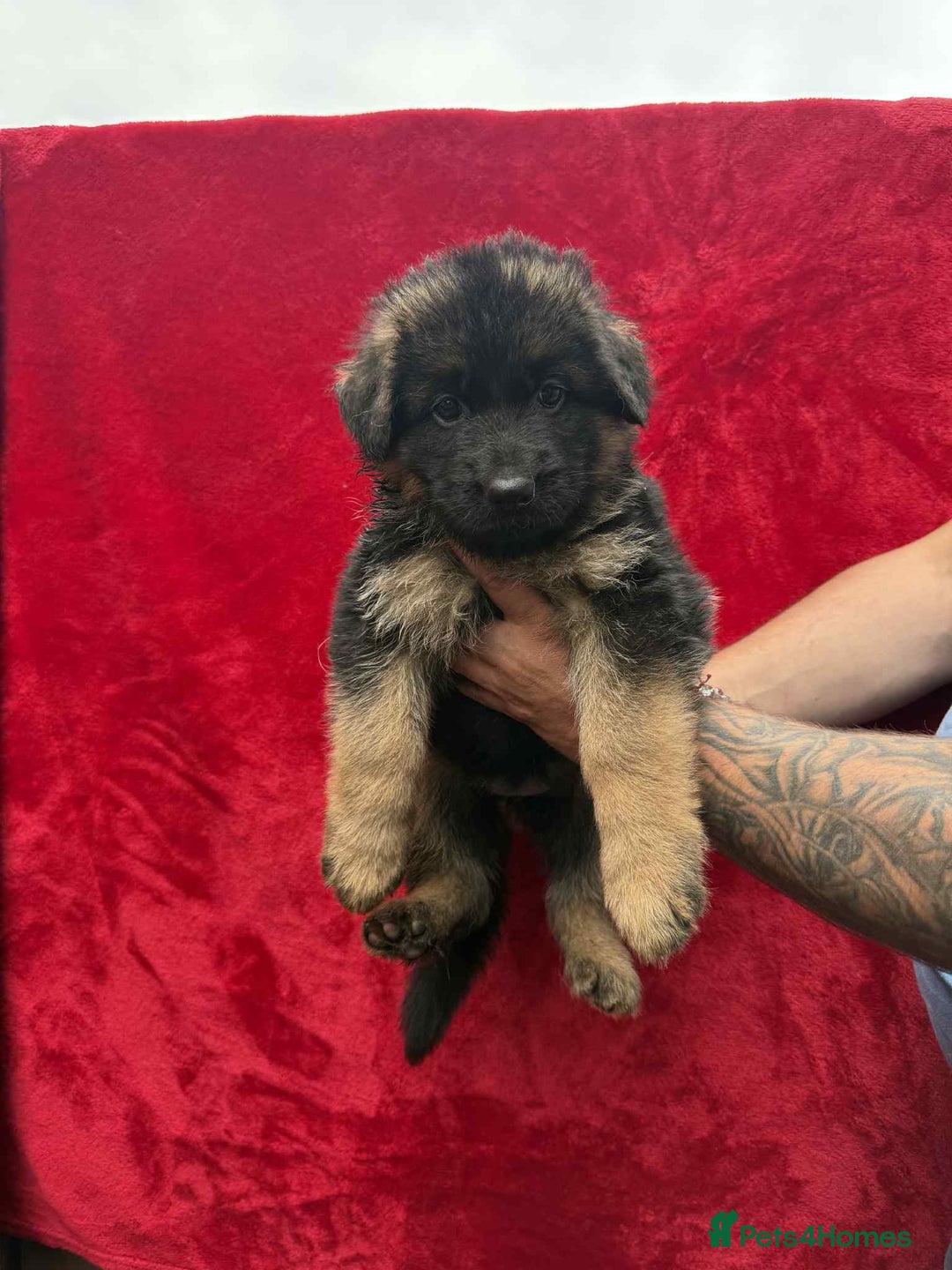 German Shepherd dogs for sale: German Shepherd Puppies  - Image 7