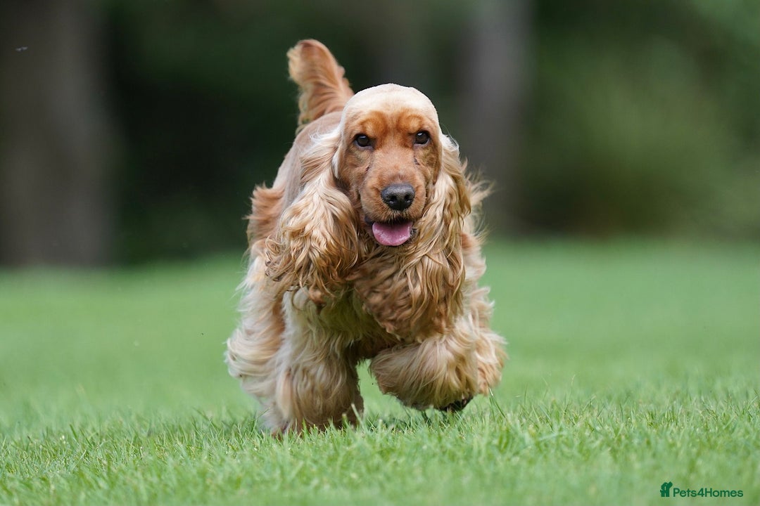 Cocker Spaniel dogs for stud: CHAMP KC SHOW TYPE COCKER SPANIEL FULL Health test in Pudsey - Image 6
