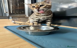 Bengal cats for sale: Beautiful Male TICA registered Bengal Kitten - Image 12