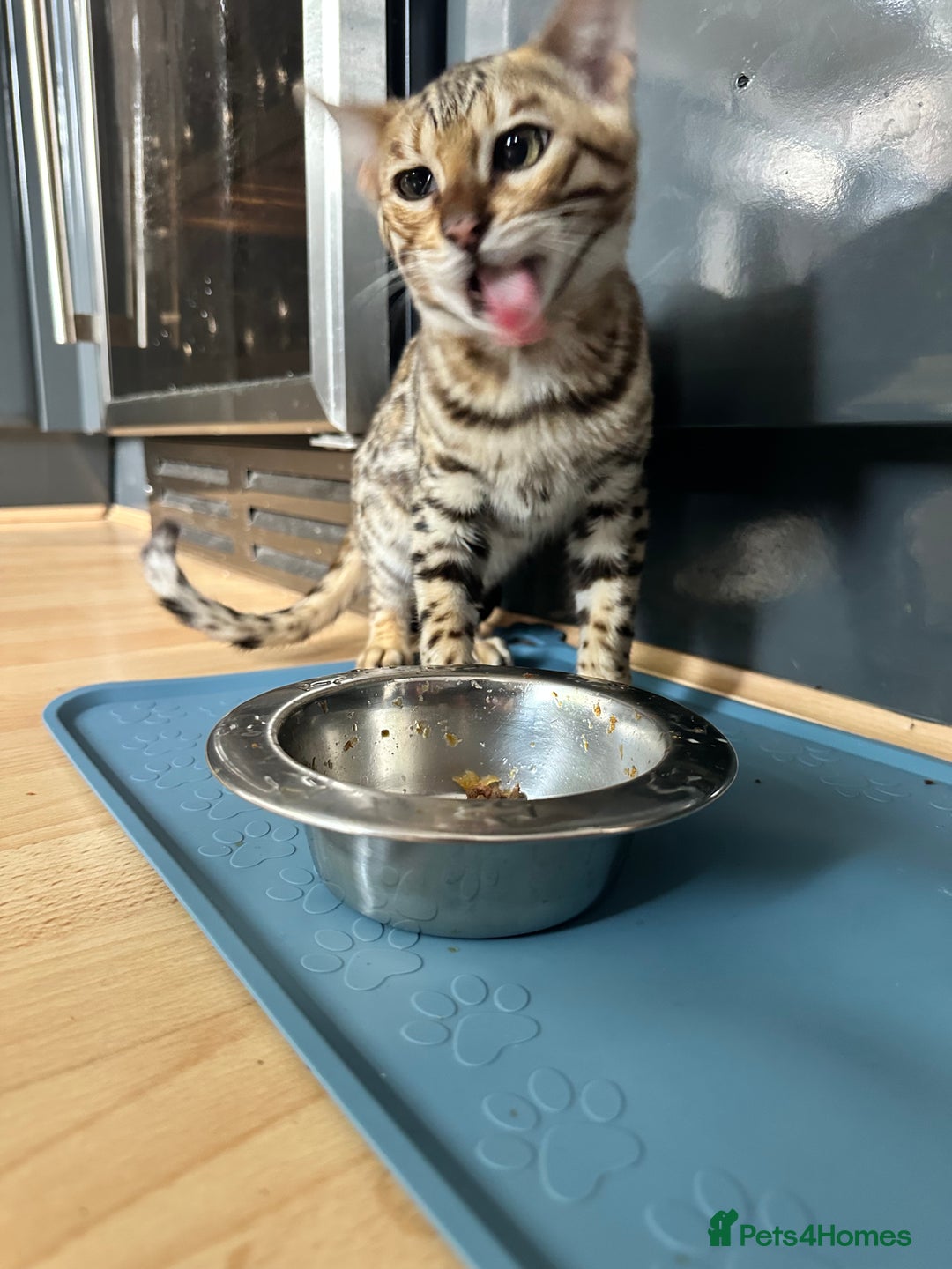 Bengal cats for sale: Beautiful Male TICA registered Bengal Kitten - Image 12
