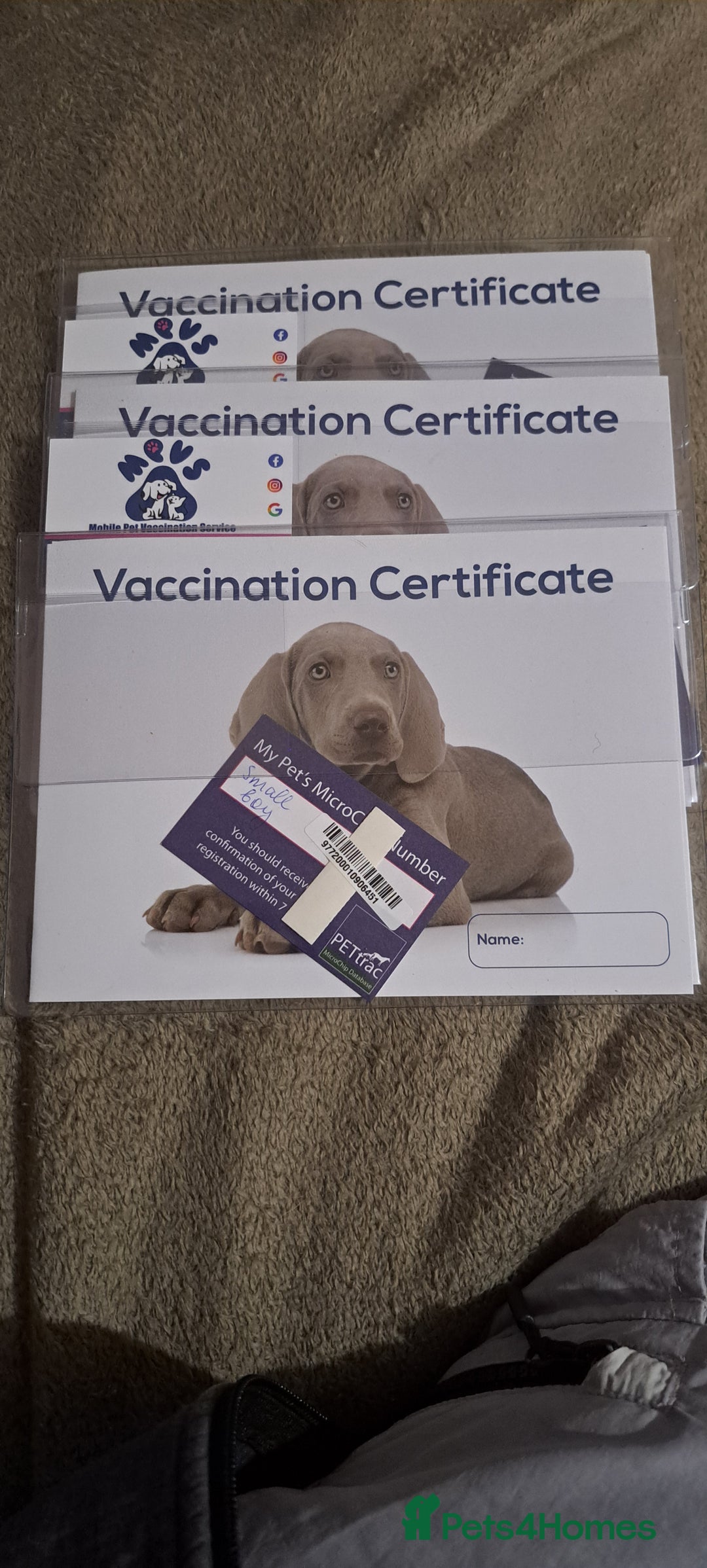 Toy Poodle dogs for sale: Toy poodle - Advert 2