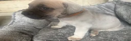 Cane Corso dogs for sale: Cane corso  - Advert 15
