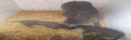 Mixed Breed dogs for sale: Unique 26 Generation English Deerhound  - Advert 1