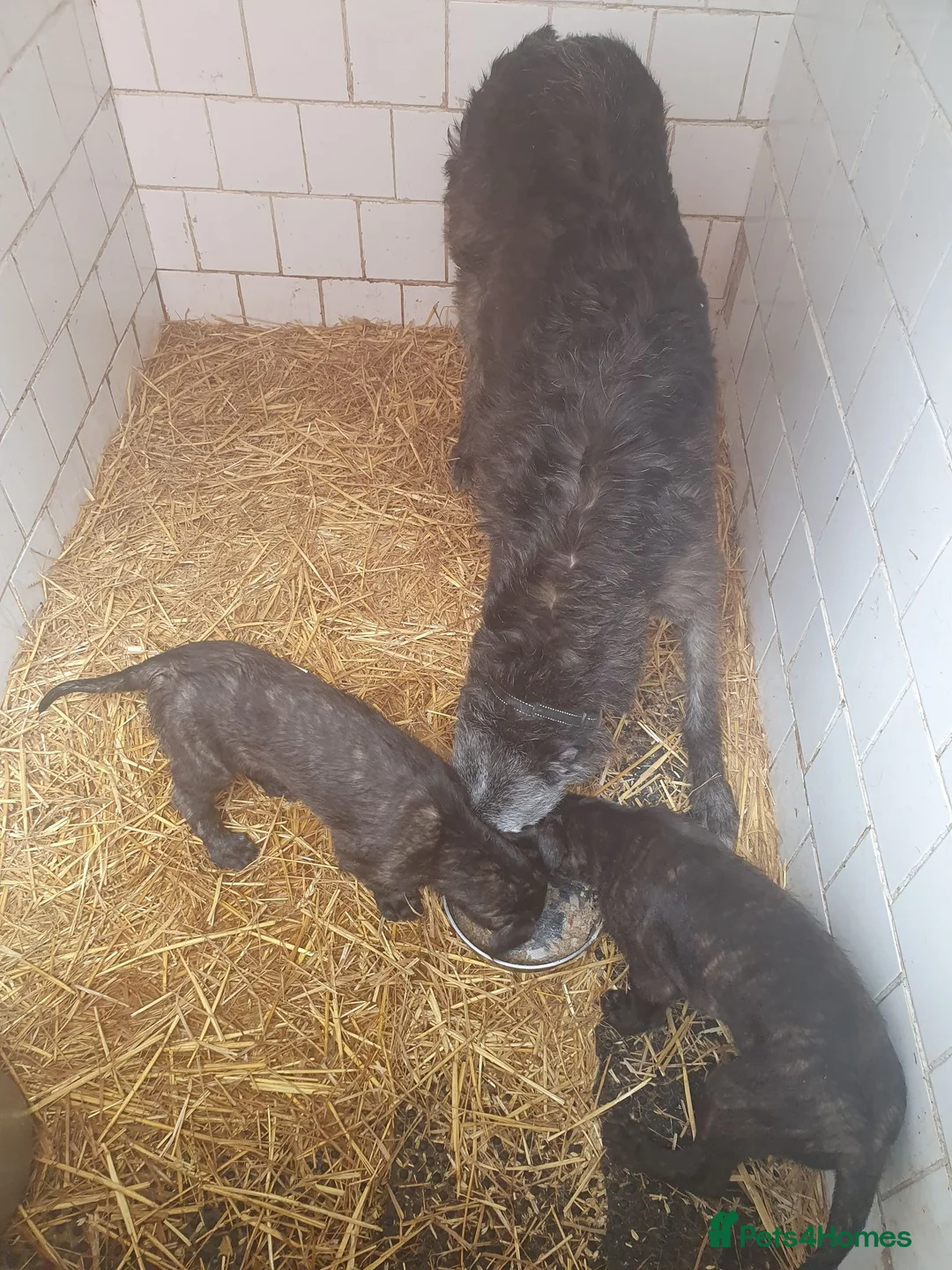 Mixed Breed dogs for sale: Unique 26 Generation English Deerhound  - Advert 1