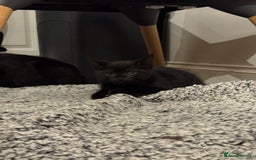 Mixed Breed cats for sale: 3 Black Boys, 1 Grey Girl and 1 Grey Boy Kittens - Image 6