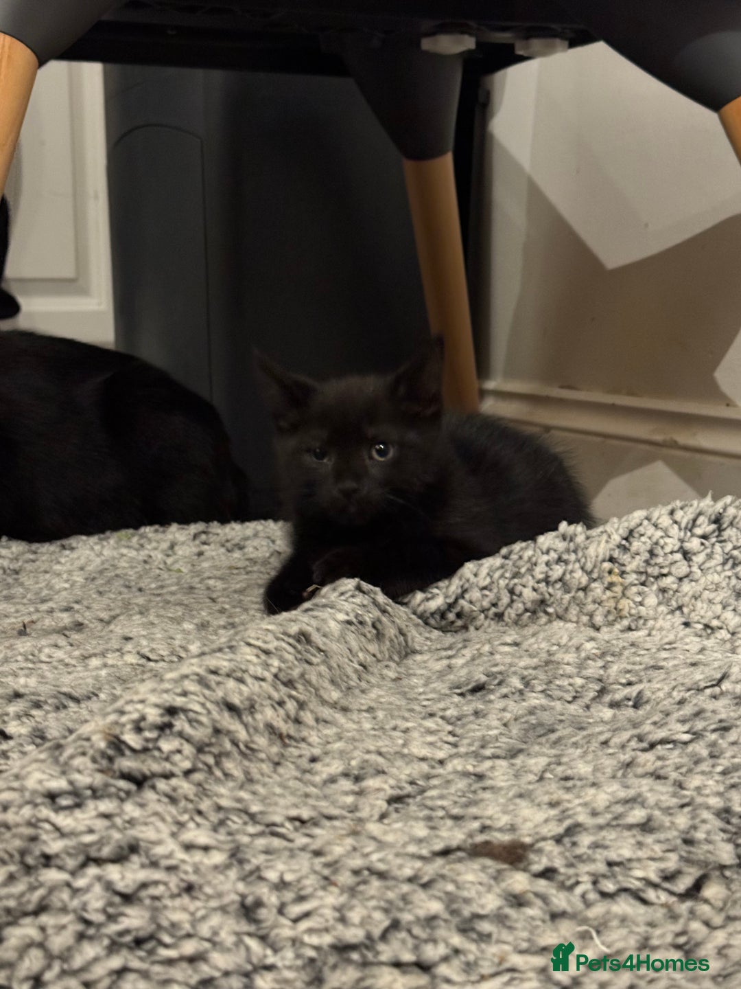 Mixed Breed cats for sale: 3 Black Boys, 1 Grey Girl and 1 Grey Boy Kittens - Image 6