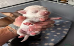 Chihuahua dogs for sale: 🐾 Adorable Chihuahua Puppies for Sale 🐾 - Image 5