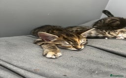 Bengal cats for sale: Bengals cross - Image 16