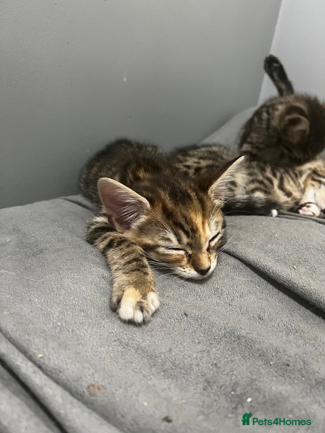 Bengal cats for sale: Bengals cross - Image 16