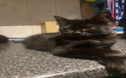 Mixed Breed cats for sale: 2 black Cats for sale  - Image 2