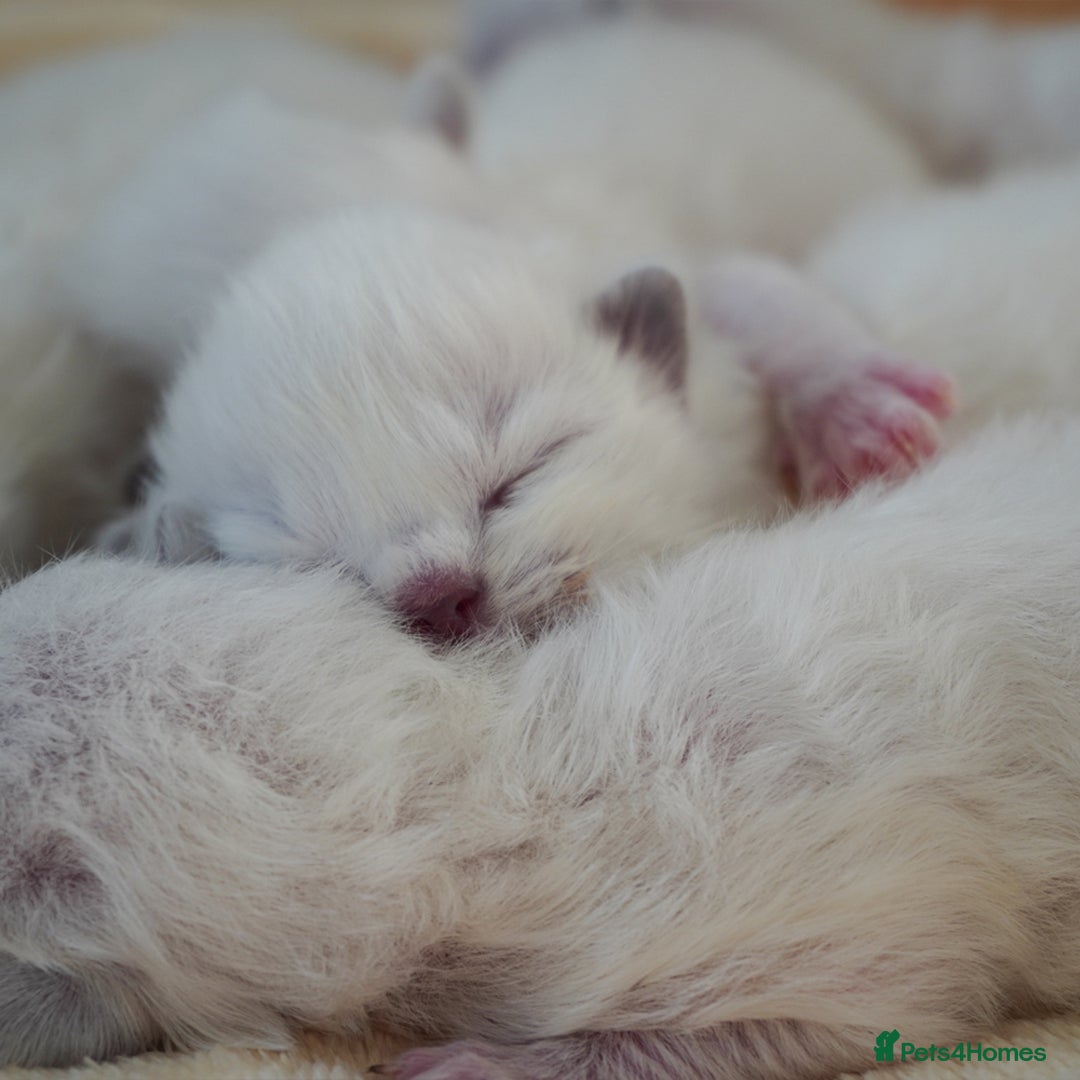 Ragdoll cats for sale: From Our Hearts to Yours – Ragdoll Kittens 💕 - Image 4