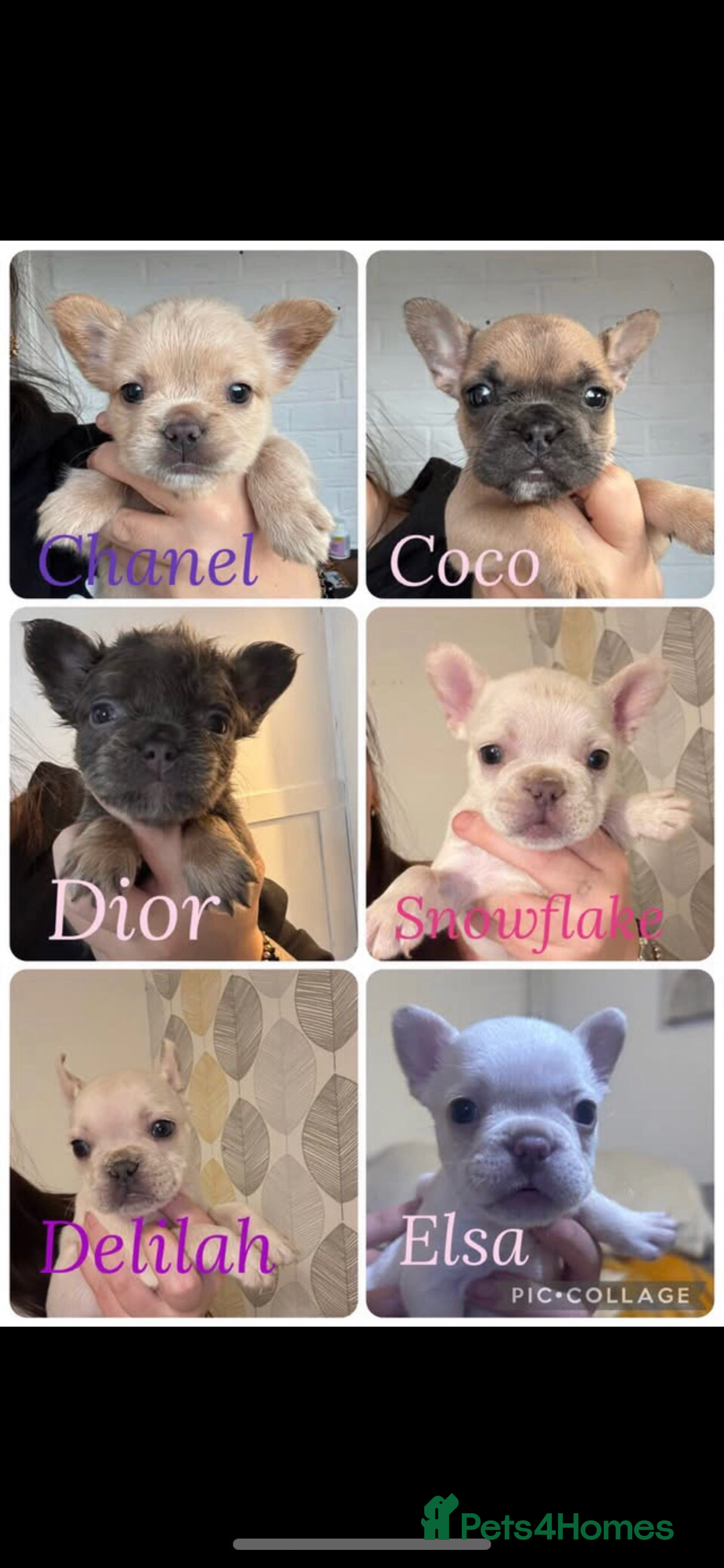 French Bulldog dogs for sale: French bulldog pups ready Now reduced‼️ - Advert 1