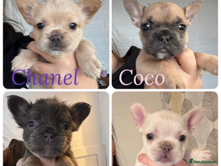 French Bulldog dogs French bulldog pups ready Now reduced‼️ - Advert 1