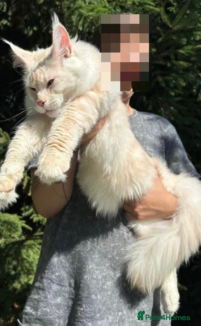 Maine Coon cats for sale: Premium Maine Coon fluffballs😻🐾 - Advert 1