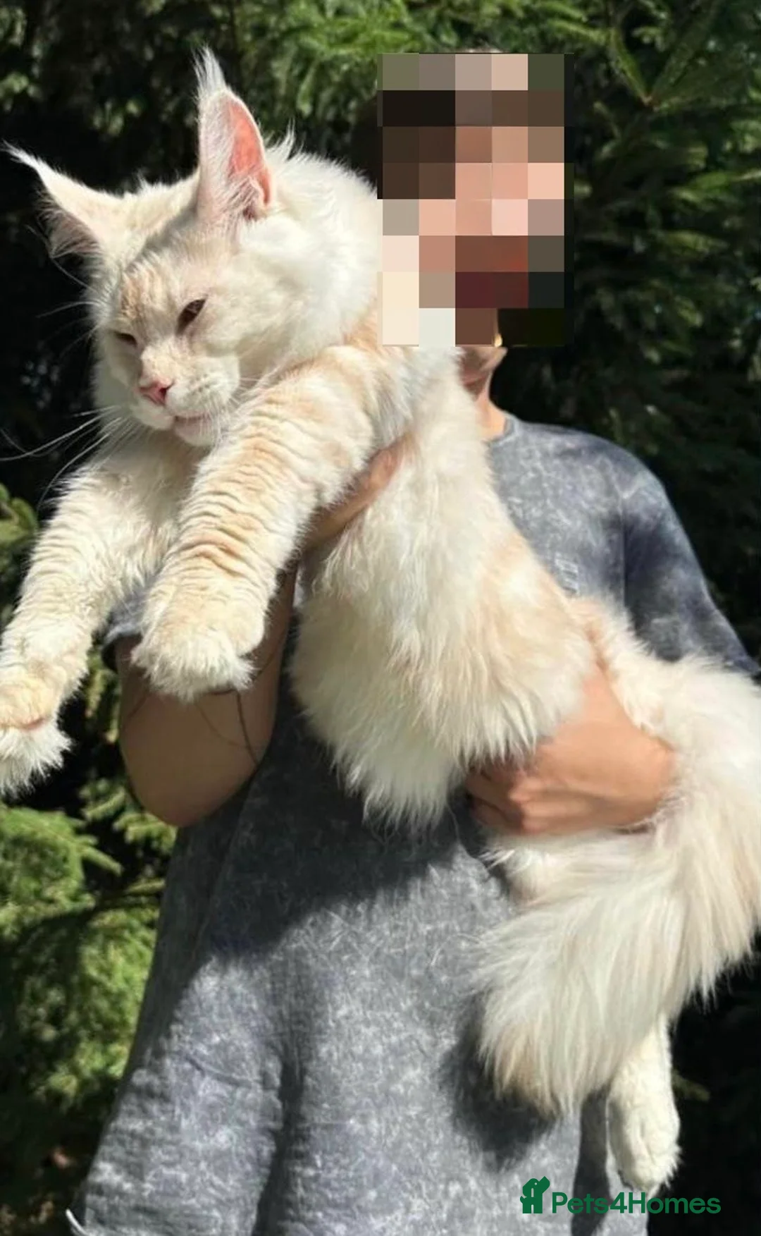 Maine Coon cats for sale: Premium XL Maine Coon fluffballs😻🐾 - Advert 1