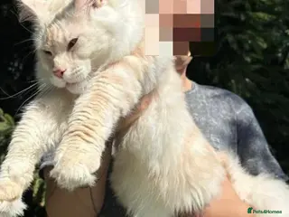 Maine Coon cats Premium Maine Coon fluffballs😻🐾 - Advert 13