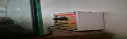 Snails invertebrates for sale: Giant(ish) African land snail - Advert 5