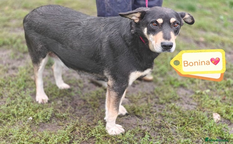 Mixed Breed dogs - Advert 4