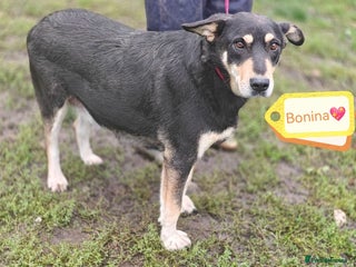 Mixed Breed dogs - Advert 31
