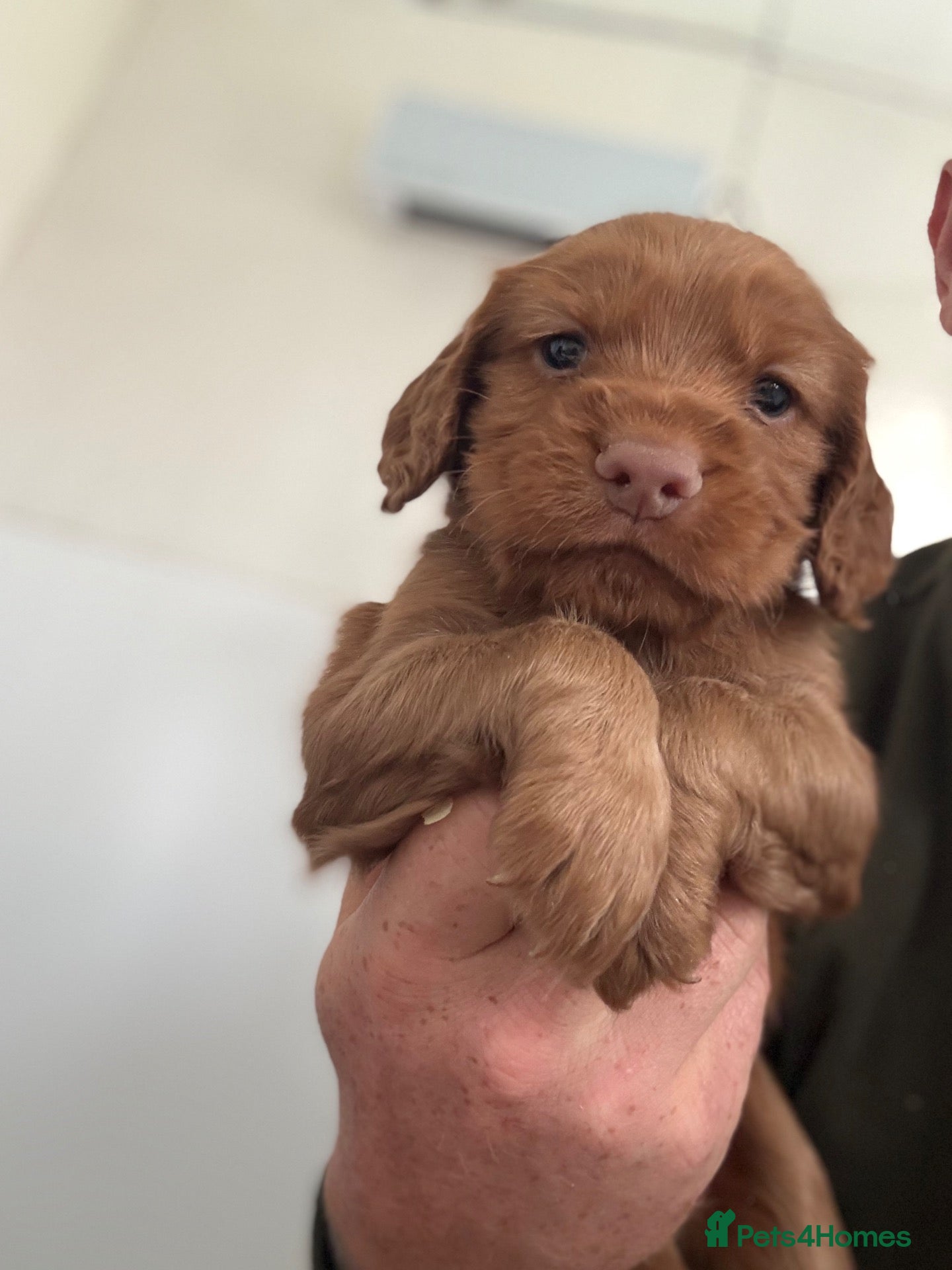 Cocker Spaniel dogs Kc registered Working Cocker spaniel - Advert 9