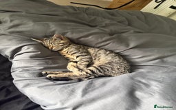 American Shorthair cats for sale: Asia.  - Image 1