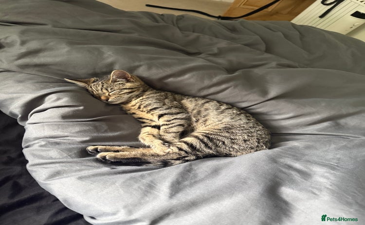 American Shorthair cats - Advert 1