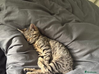 American Shorthair cats Asia. - Advert 1