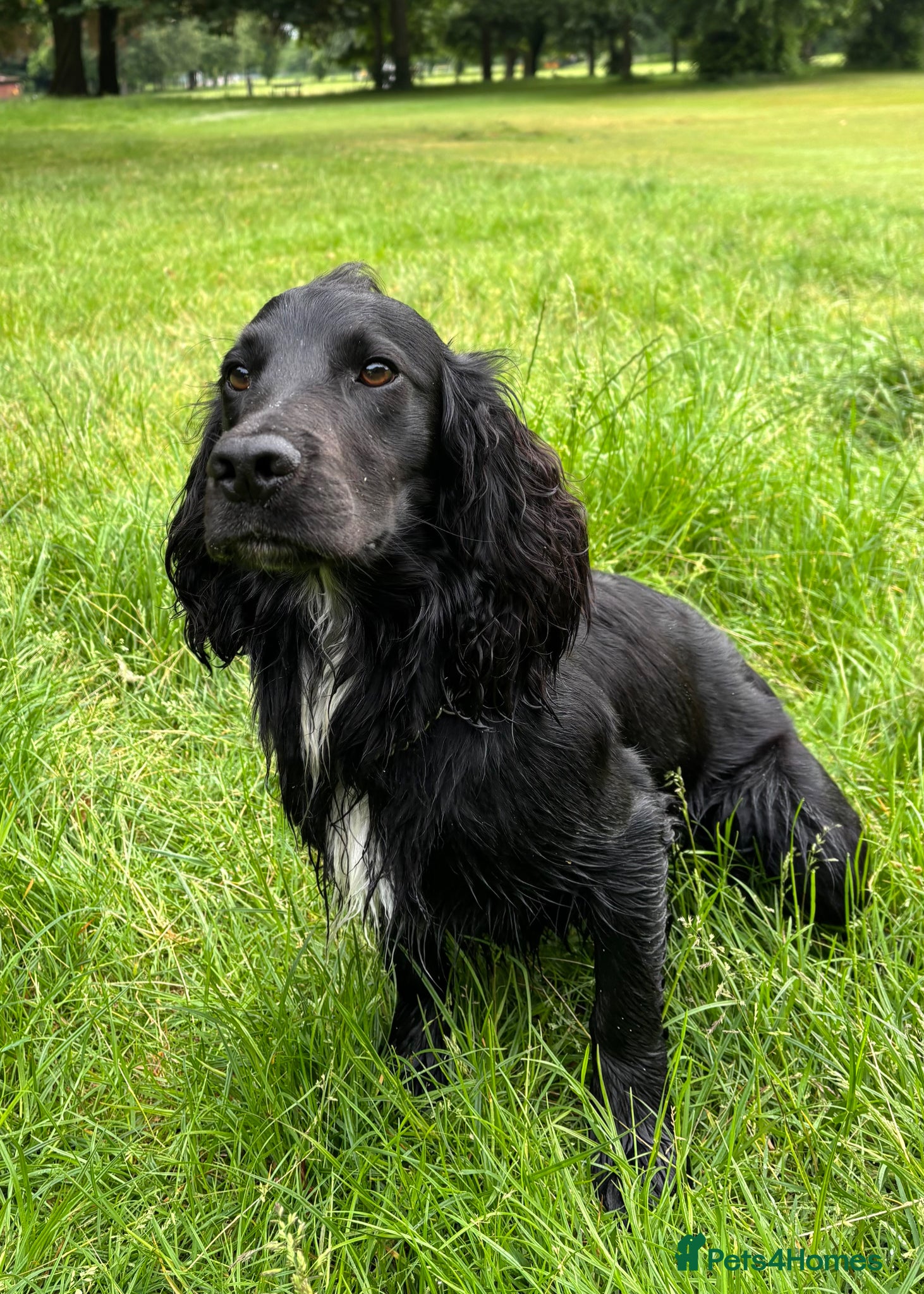 Cocker Spaniel dogs Cedric KC registered cocker spaniel  - Advert 1