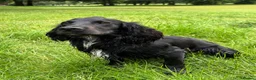 Cocker Spaniel dogs for stud: Cedric KC registered cocker spaniel  in Prenton - Advert 1