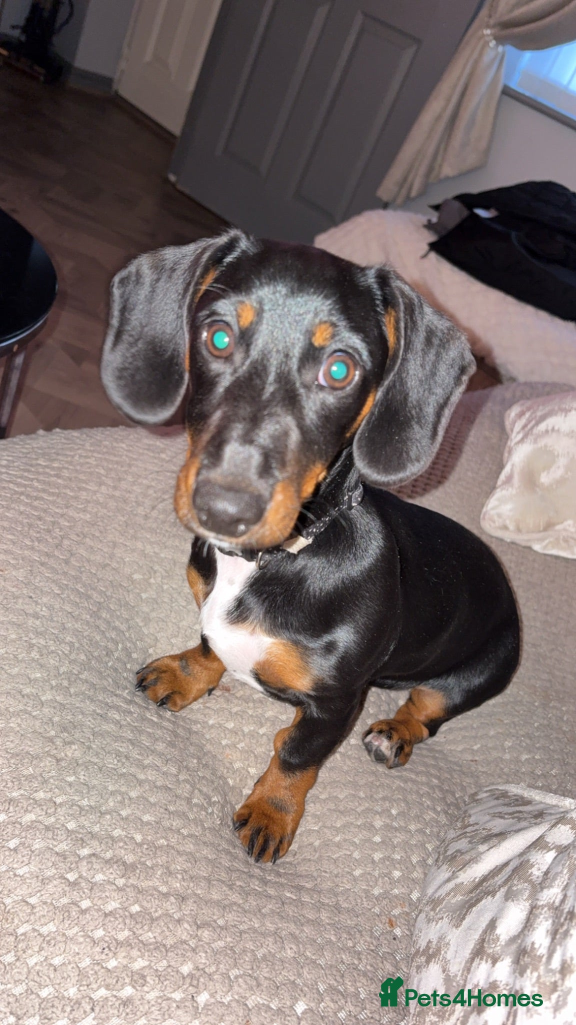 Miniature Dachshund dogs Miniature dachshund tri-colour - Advert 5