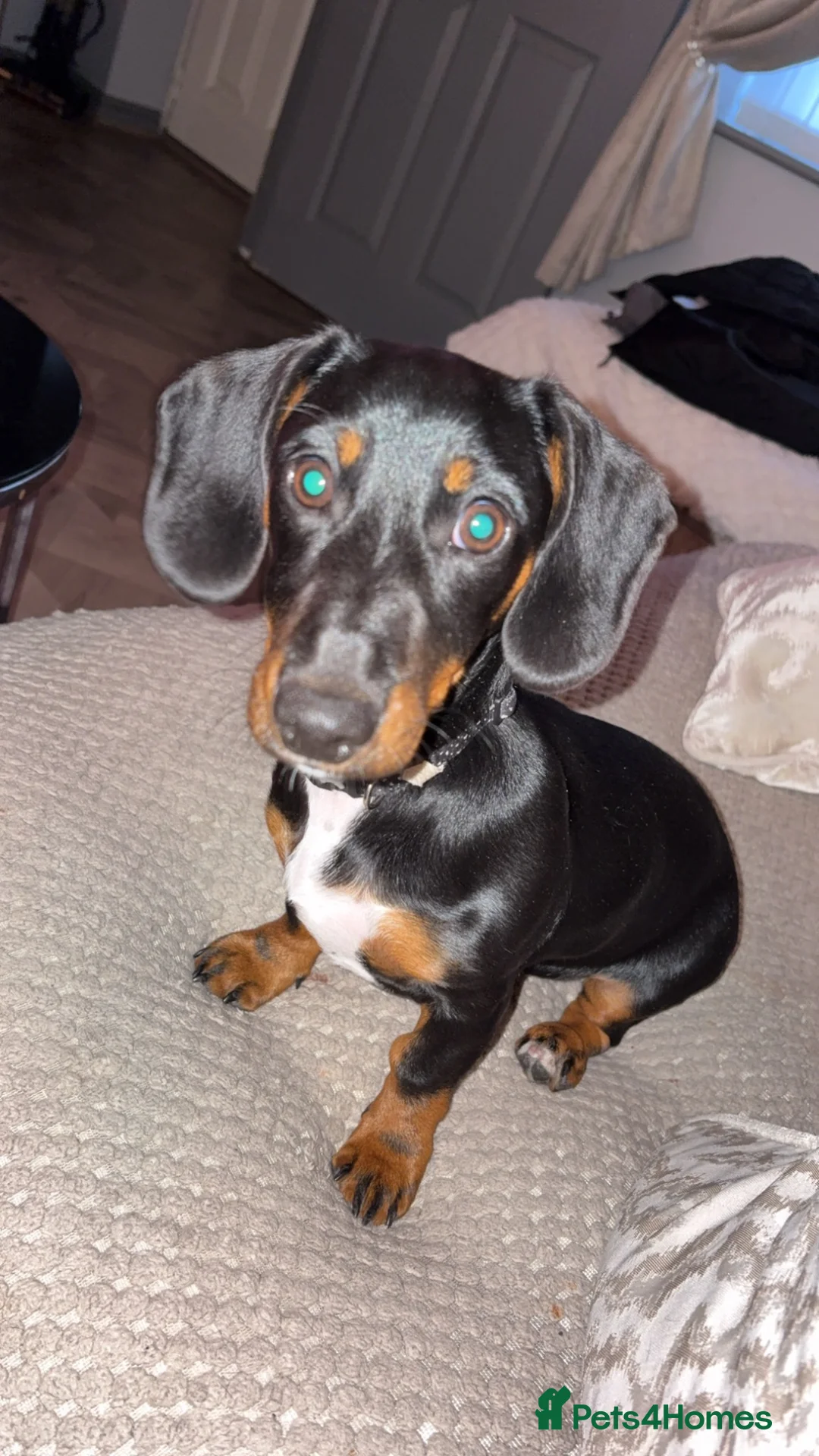 Miniature Dachshund dogs for sale: Miniature dachshund tri-colour - Advert 1
