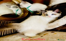 Ragdoll cats for sale: QUALITY GCCF RAGDOLLS KITTENS READY NOW  - Image 23