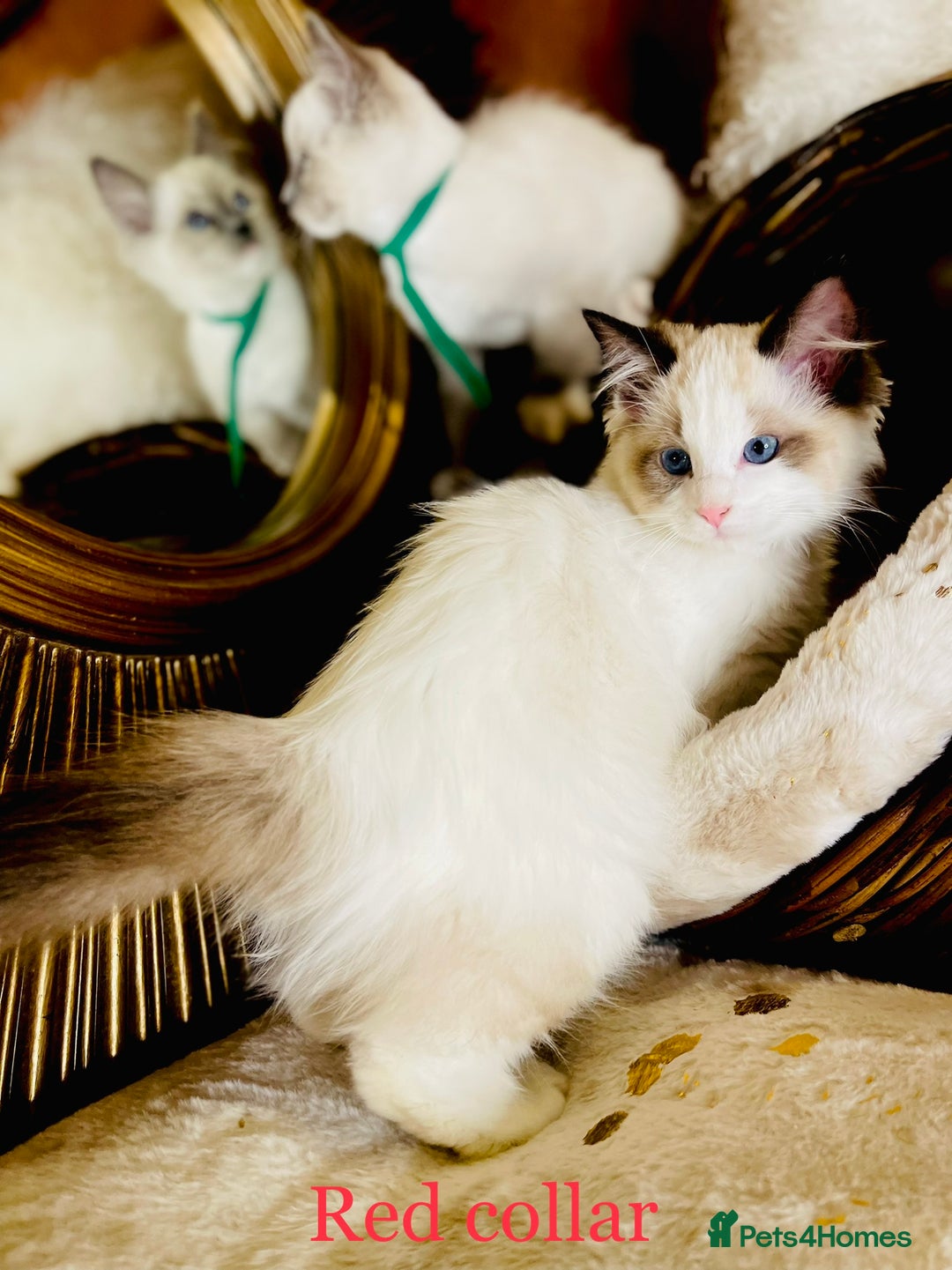 Ragdoll cats for sale: QUALITY GCCF RAGDOLLS KITTENS READY NOW  - Image 23