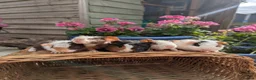 Guinea Pig rodents for sale: Teddy Babies - Advert 7