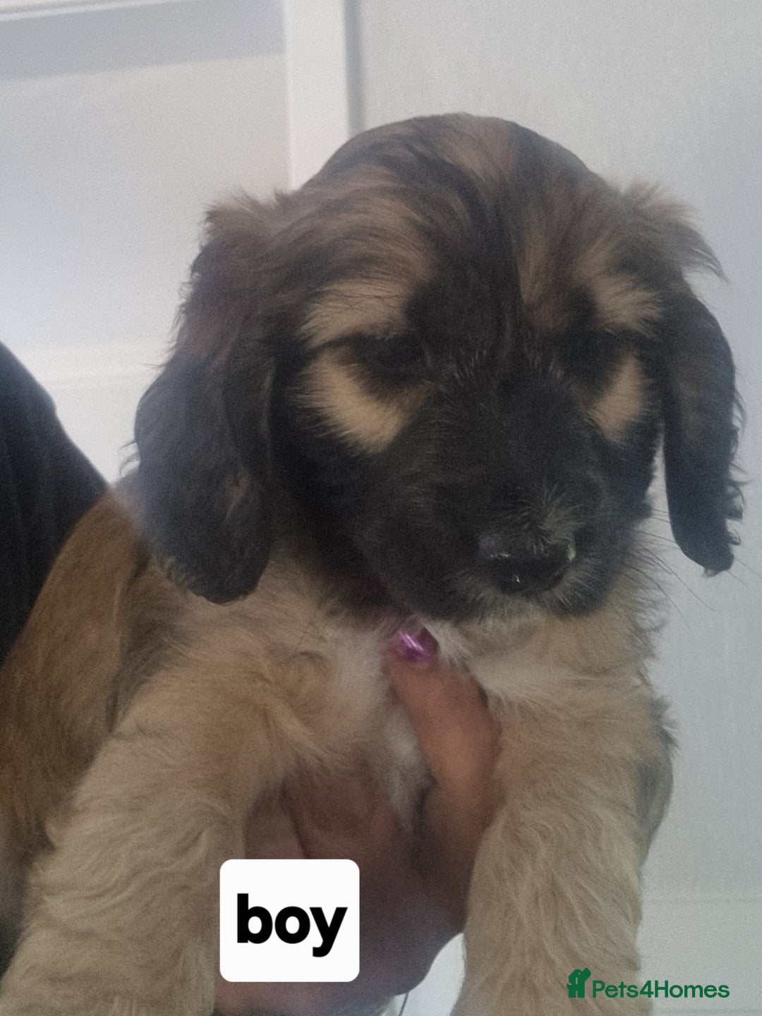 Cocker Spaniel dogs for sale: Cocker spaniel pups  - Image 5
