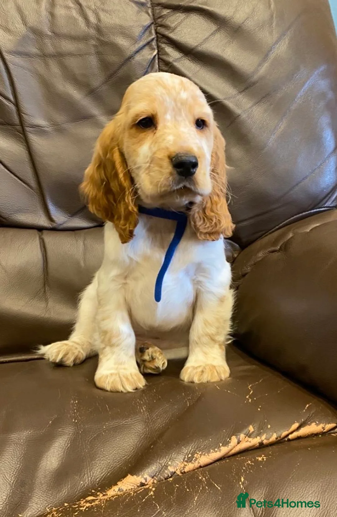 Cocker Spaniel dogs for sale: KC Registered Cocker Spaniel Pups For Sale - Advert 8