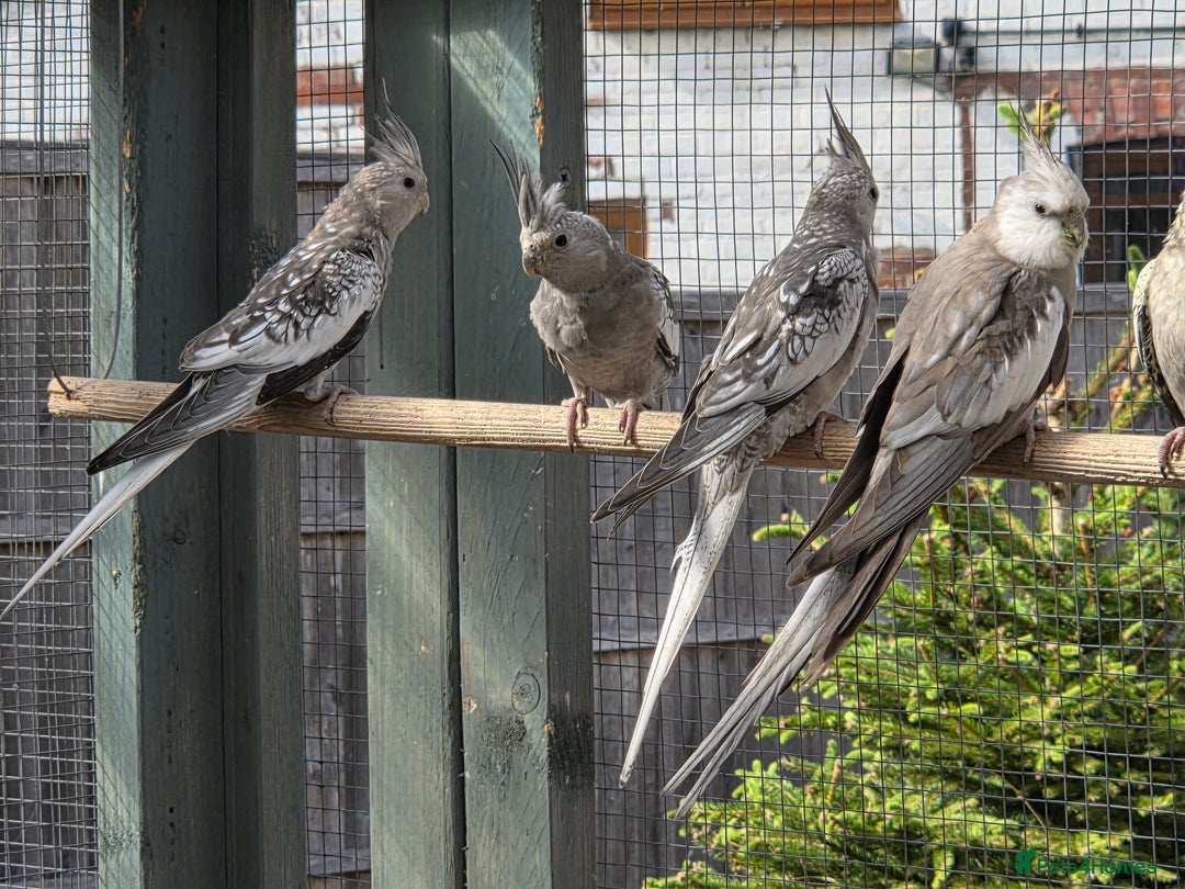 Cockatiels birds for sale: Stunning Young Silver Pearl Cockatiels For Sale - Image 2