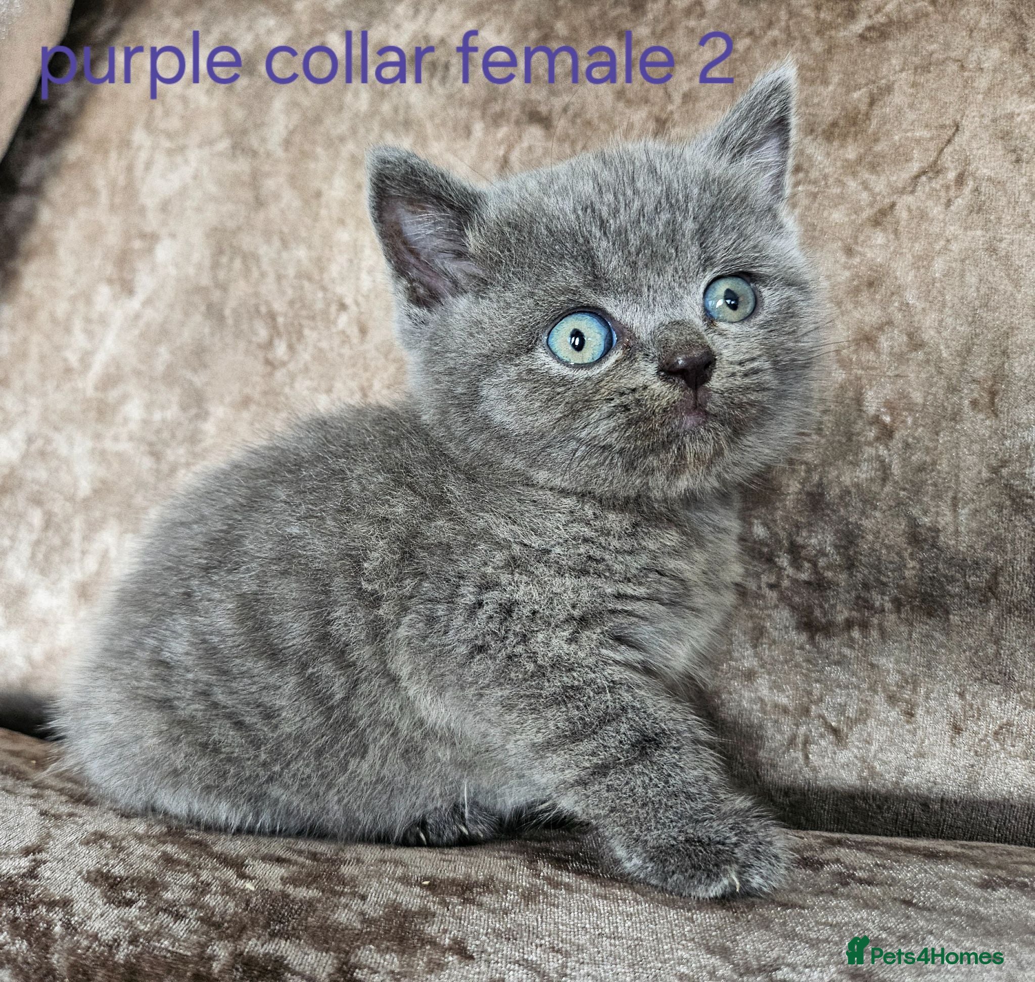 British Shorthair cats 5 pedigree British blue shorthairs kittens  - Advert 3