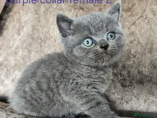 British Shorthair cats 5 pedigree British blue shorthairs kittens - Advert 3
