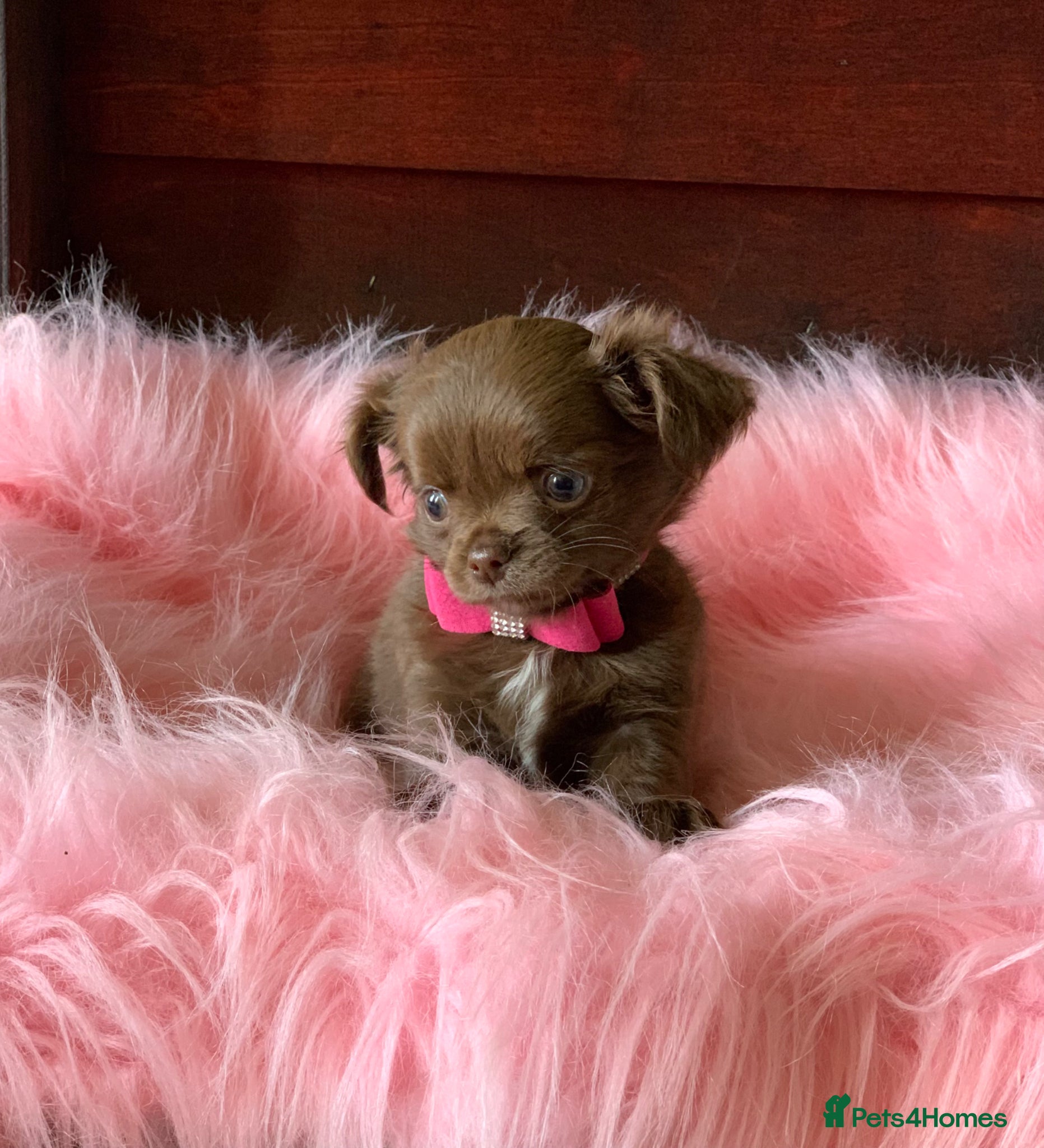 Chihuahua dogs 5* LICENSED KC Gorgeous Chihuahua GIRLS - Advert 13