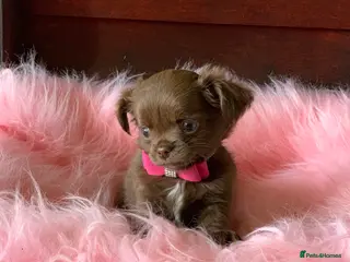 Chihuahua dogs 5* LICENSED KC Gorgeous Chihuahua GIRLS - Advert 13