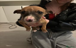 Lurcher dogs for sale: Whippet puppies - Image 4