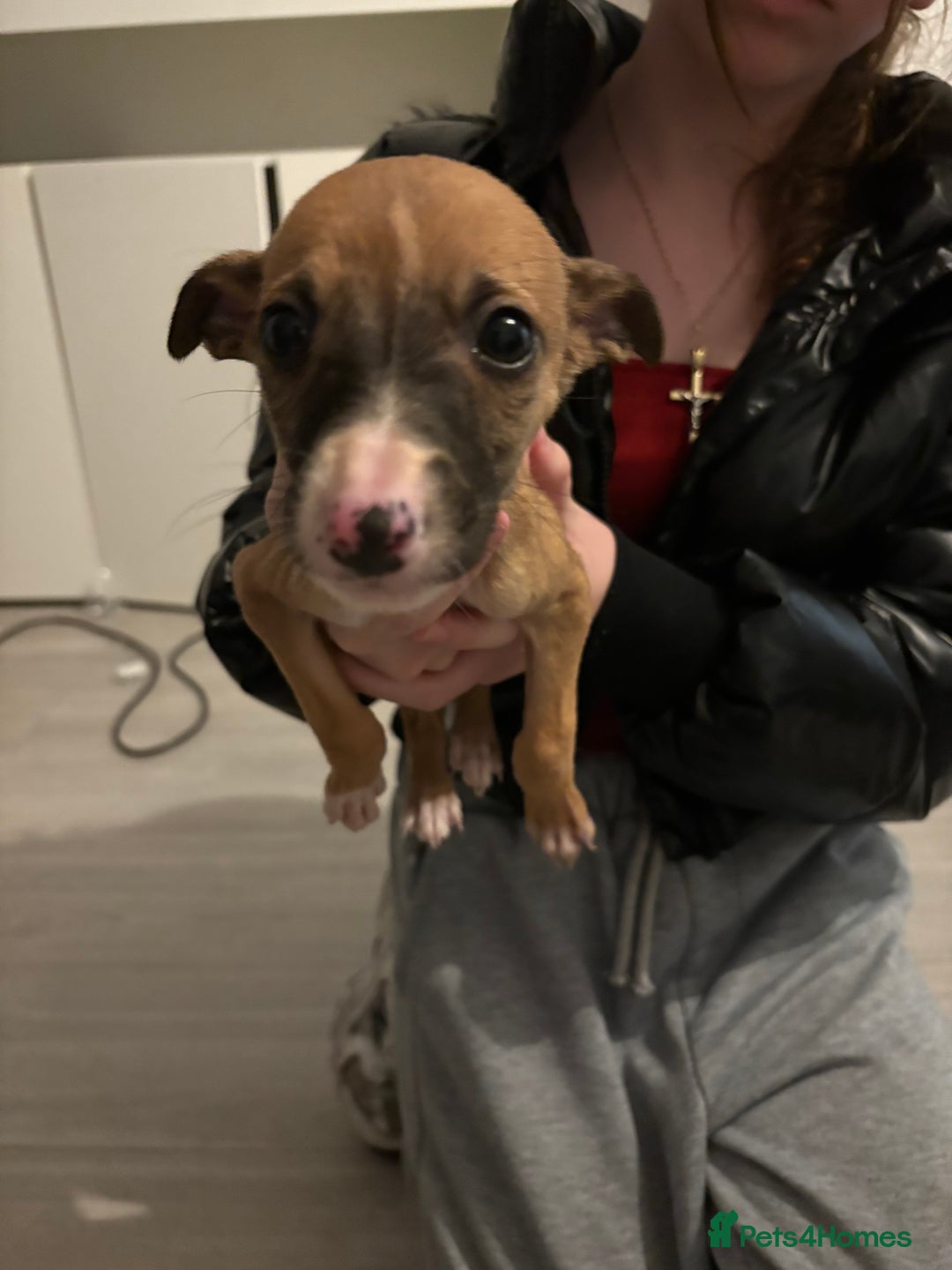 Lurcher dogs for sale: Whippet puppies - Image 4
